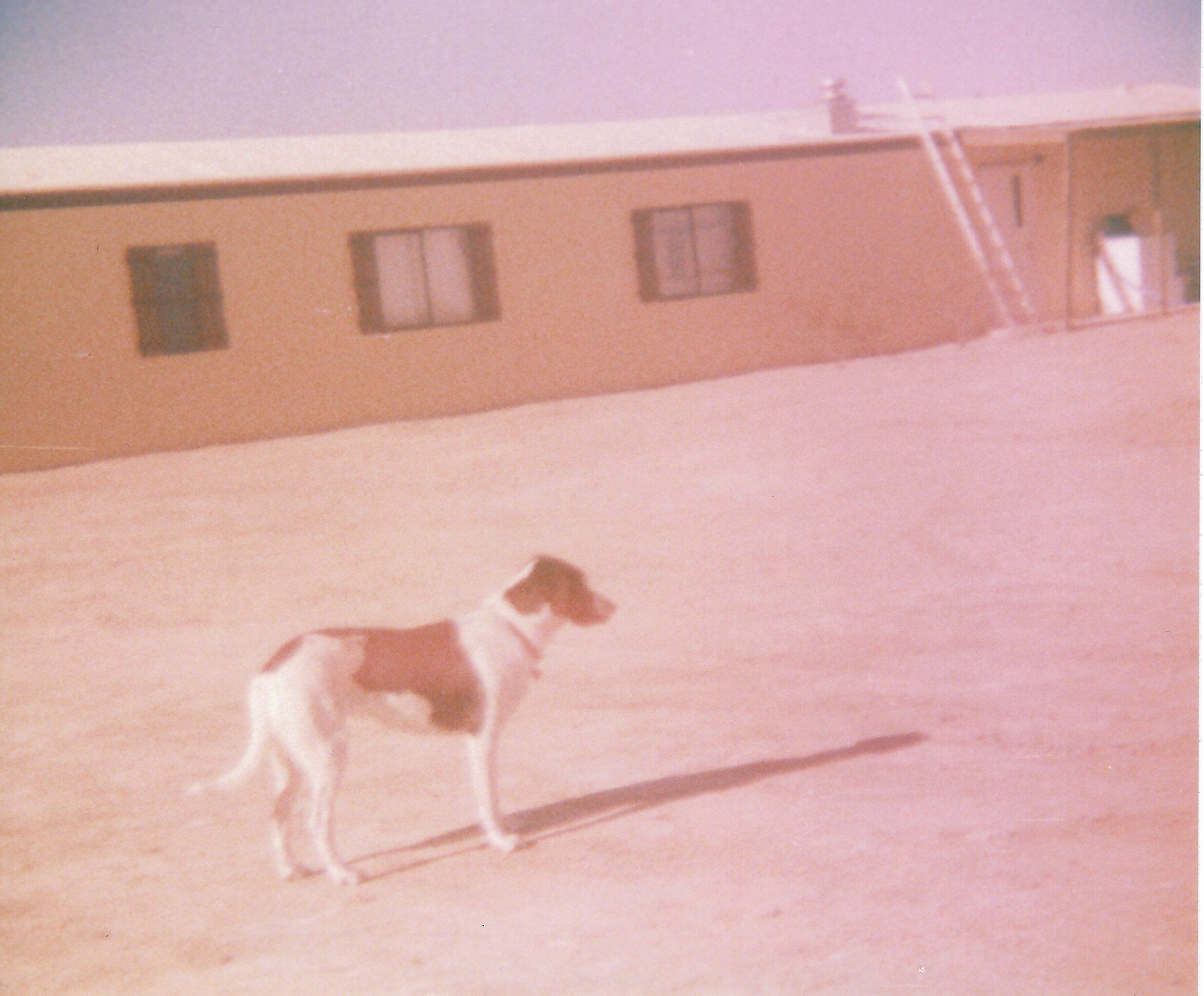 Arlington dog trailer